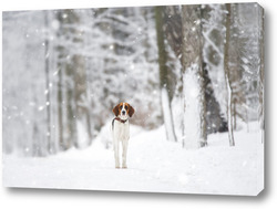   Постер Russian piebald hound. Portrait of a dog with red spots on a background of a winter forest.