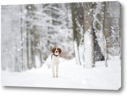    Russian piebald hound. Portrait of a dog with red spots on a background of a winter forest.