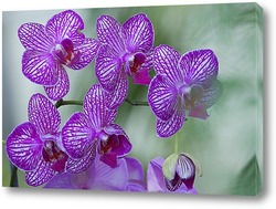    орхидеи   