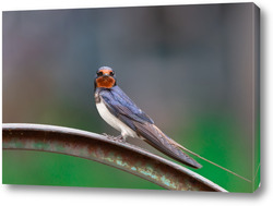   Постер Village swallow on the fence..