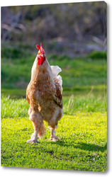   Постер Beautiful Rooster standing on the grass in blurred nature green background.rooster going to crow.