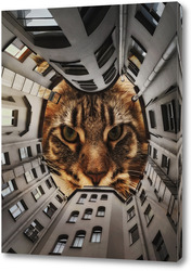  Двор-котик. Питер. 