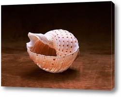    Shell008