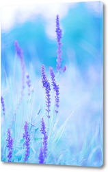    Фиолетовые полевые цветы на бирюзово-голубом фоне.
