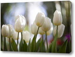   Постер белые тюльпаны