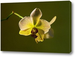  Веточка орхидеи