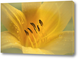   Постер Солнечный цветок