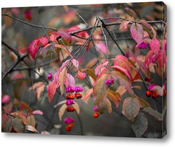    Осенний цвет бересклета