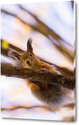  Red squirrel sitting on a tree branch in winter forest and nibbling seeds on snow covered trees background.