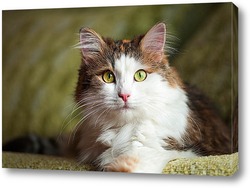 Портрет дворового кота