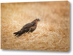  Большая синица крупным планом ( Parus major ).