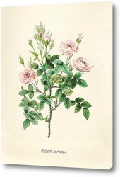  Роза столистная