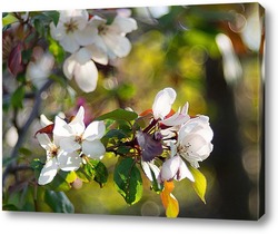    Волшебство весенних яблонь