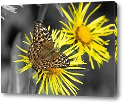    Бабочка на желтом цветке