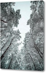    Холод