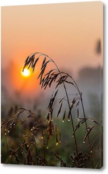   Постер Колос растения на фоне восходящего солнца с каплями росы
