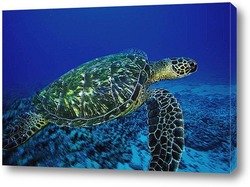  turt-06011002-1