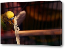   Постер Волнистый попугай