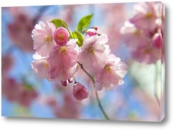  Постер цветущая вишня