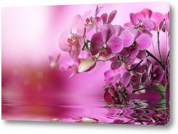   Постер "Нежные цветы Орхидеи".