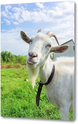  animals on isolated white background