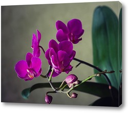  Орхидея доритинопсис Жемчужина Тейды