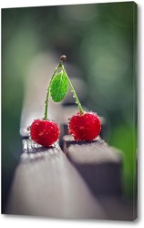  Cherry on a white background