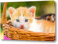  Young white and black cat walking in green summer garden.