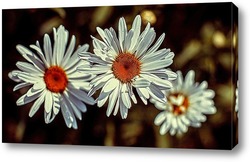   Постер Daisies