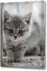   Постер Котёнок в окне