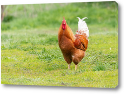    Beautiful Rooster standing on the grass in blurred nature green background.rooster going to crow.