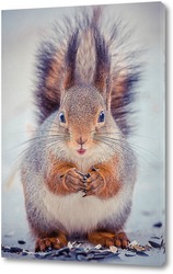  Red squirrel sitting on a tree branch in winter forest and nibbling seeds on snow covered trees background.