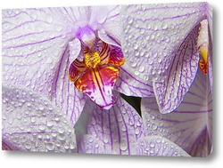    орхидея