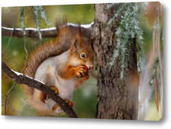    Red squirrel sitting on a tree branch in winter forest and nibbling seeds on snow covered trees background.