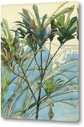  Орхидея на синем фоне. 1930