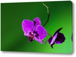    орхидея  