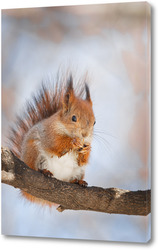   Постер Cute young squirrel on tree with held out paw against blurred winter forest in background.	