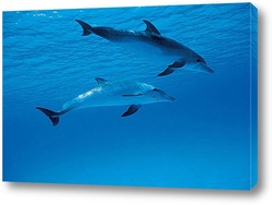    Dolphin017