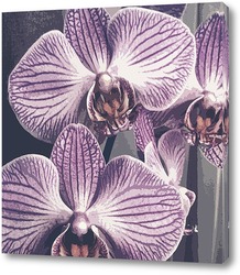  Орхидеи коллаж