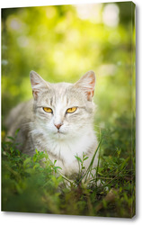    Gray striped cat walks on a leash on green grass outdoors..