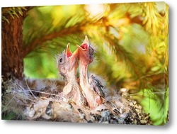  Blackbird (Turdus Merula) singing in a tree