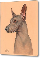   Картина Голая мексиканская собака