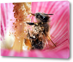   Постер Пчела