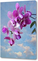    Цветущая гроздь орхидеи пелорик на фоне неба