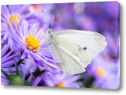  Butterfly on blossom flower in green nature.