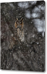  Owl in winter forest on stump. Pygmy small bird via snowfall. Small owl in natural habitat. Glaucidium passerinum