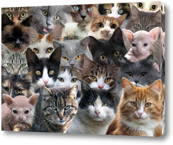   Постер Очень много кошек