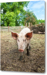   Постер Pig farming raising and breeding of domestic pigs..	