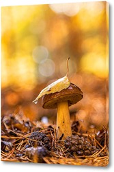  Beautiful birch bolete (birch mushroom, rough boletus or brown-cap fungus) in grass with autumn leaves.