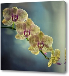  Ветка цветущей орхидеи фаленопсис